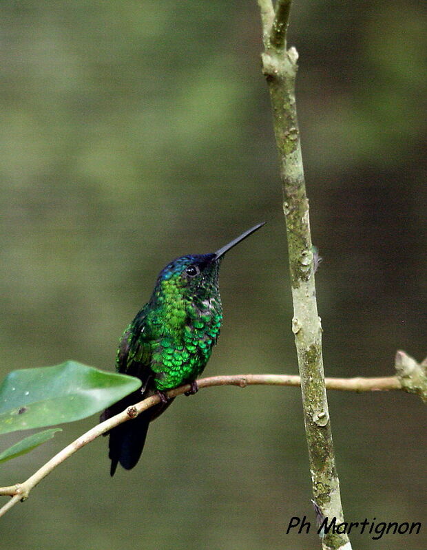 Indigo-capped Hummingbird, identification