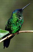 Indigo-capped Hummingbird