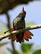 Rufous-tailed Hummingbird