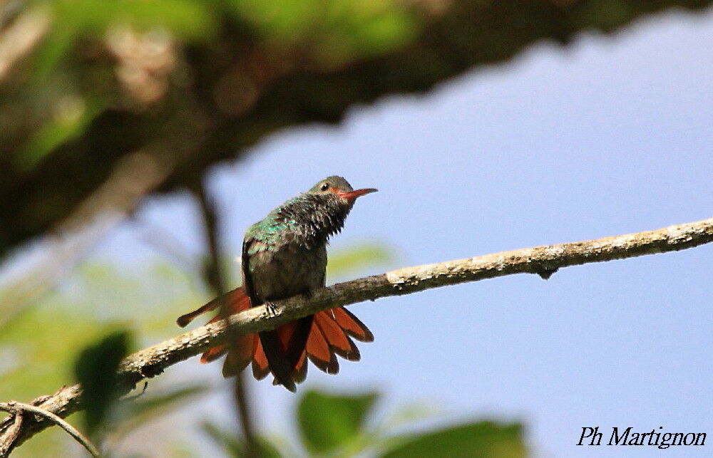 Rufous-tailed Hummingbird