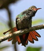 Rufous-tailed Hummingbird