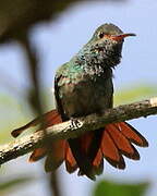 Rufous-tailed Hummingbird