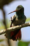 Rufous-tailed Hummingbird