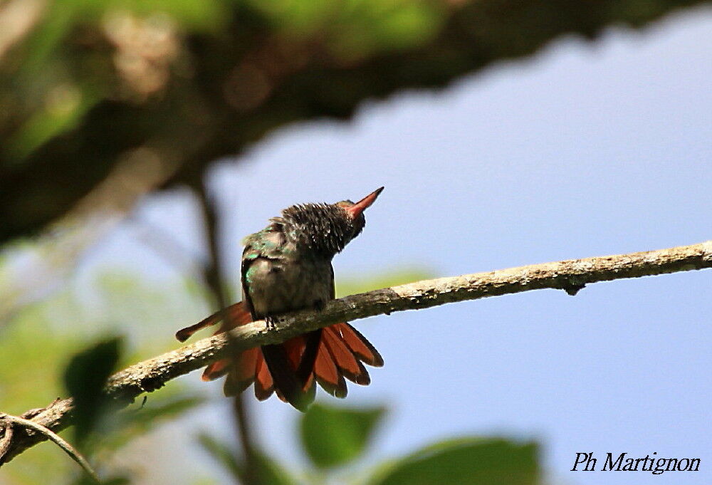 Rufous-tailed Hummingbird