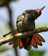 Rufous-tailed Hummingbird