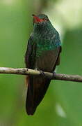 Rufous-tailed Hummingbird