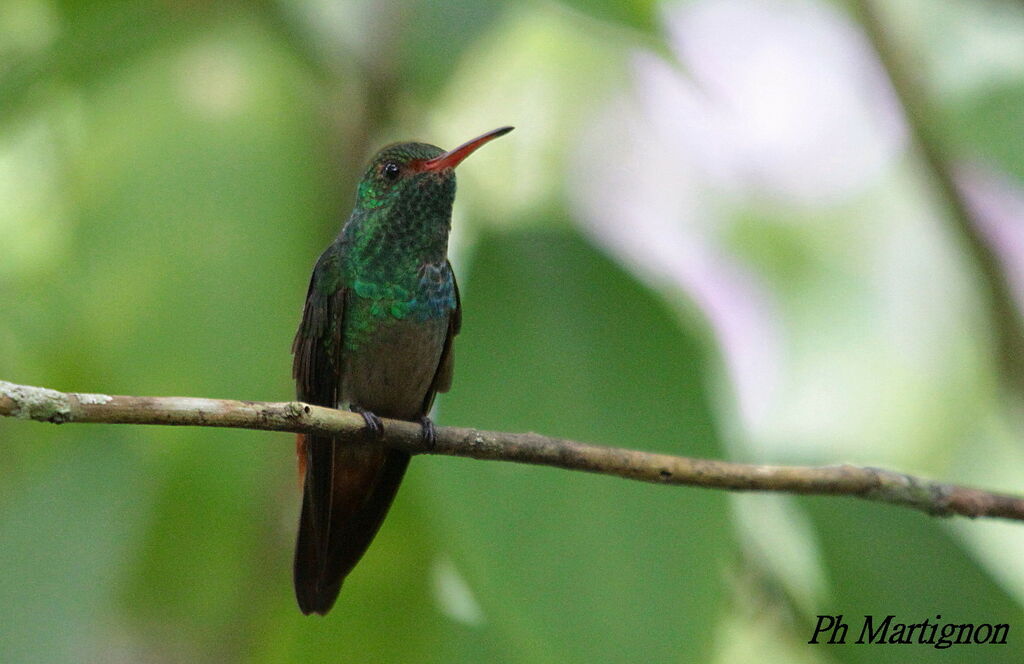 Rufous-tailed Hummingbird