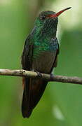 Rufous-tailed Hummingbird