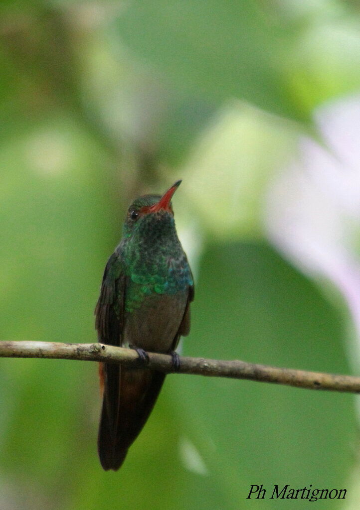 Rufous-tailed Hummingbird