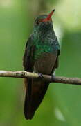 Rufous-tailed Hummingbird