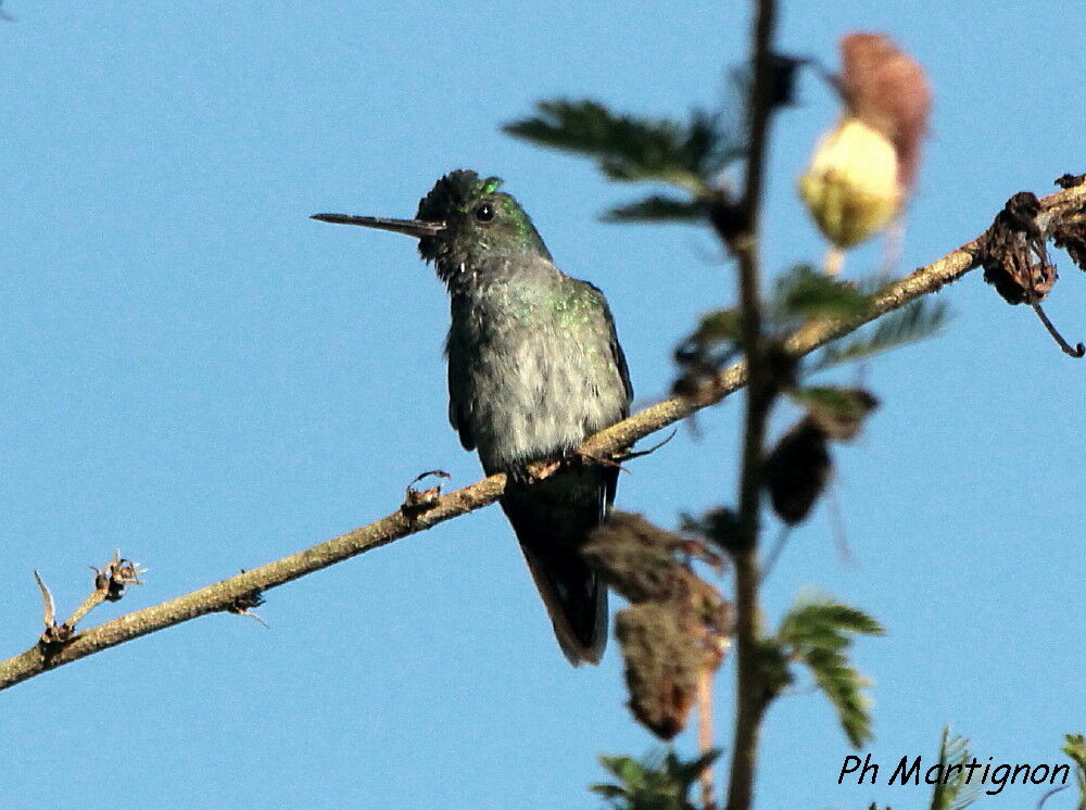 Mangrove Hummingbird female, identification