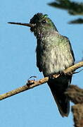 Mangrove Hummingbird