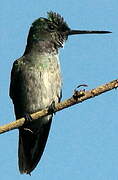 Mangrove Hummingbird