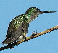 Mangrove Hummingbird