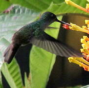 Mangrove Hummingbird