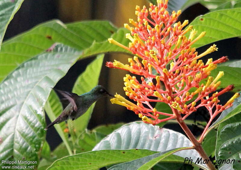 Mangrove Hummingbird, Flight, eats