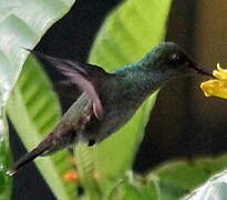 Mangrove Hummingbird