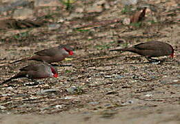 Black-rumped Waxbill