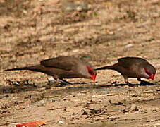 Black-rumped Waxbill