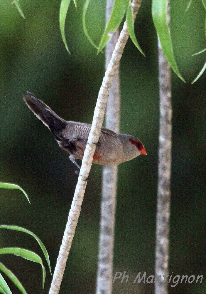 Common Waxbill, identification