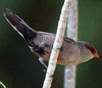 Common Waxbill