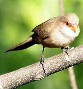 Common Waxbill