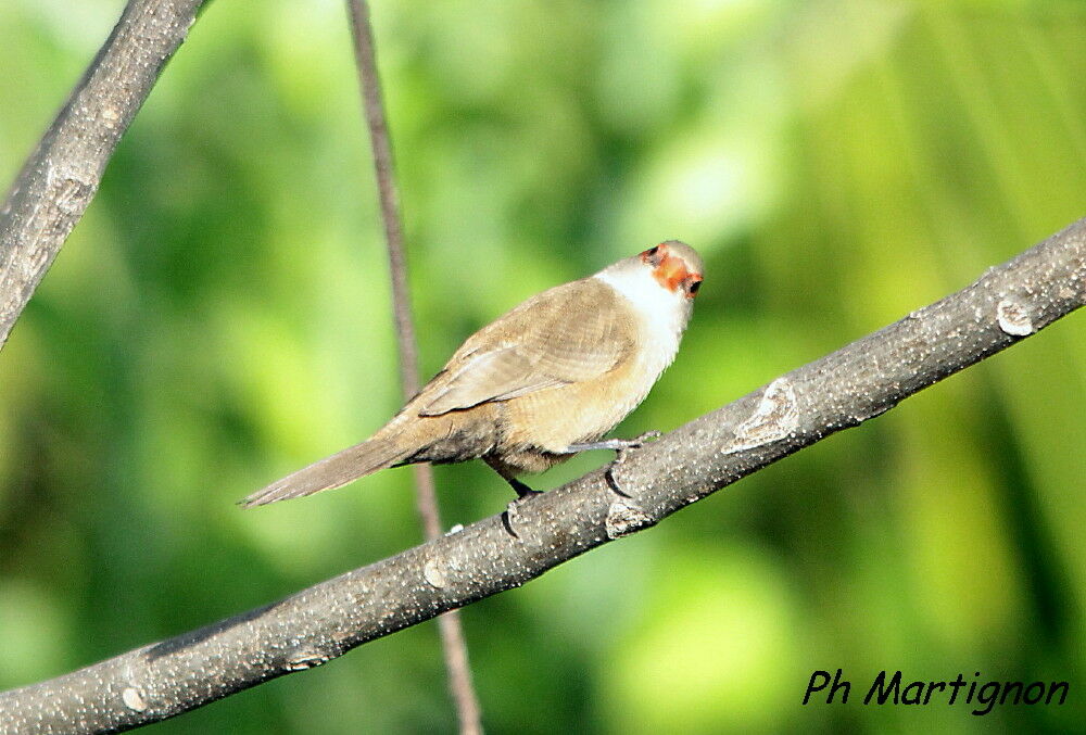 Common Waxbill, identification