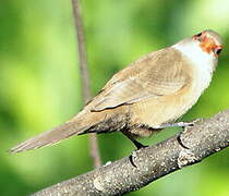 Common Waxbill