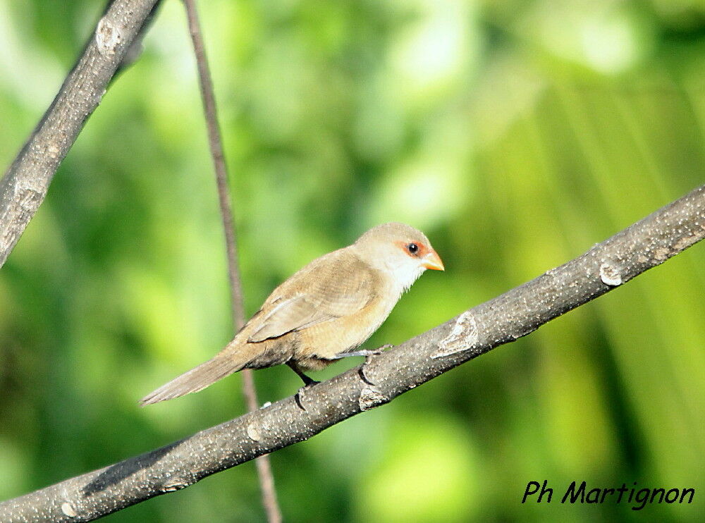 Common Waxbill, identification