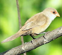 Common Waxbill