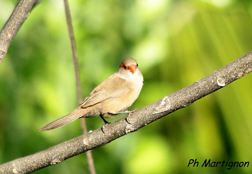 Common Waxbill, identification