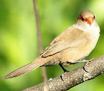 Common Waxbill