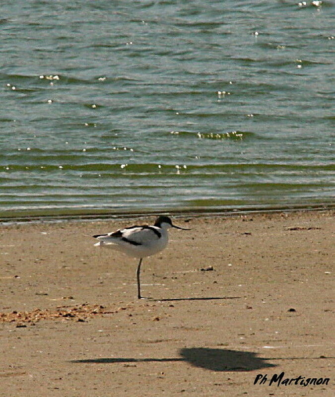 Avocette éléganteadulte, identification