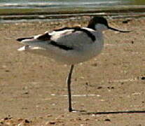 Avocette élégante