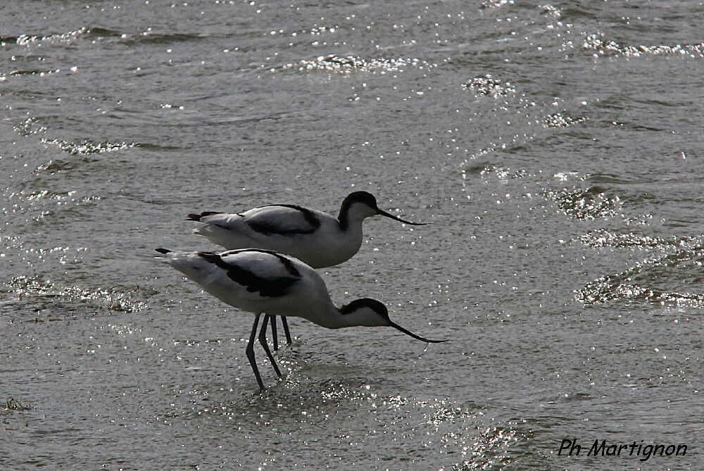 Pied Avocet, identification