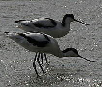 Avocette élégante