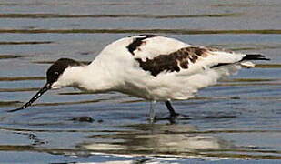 Avocette élégante