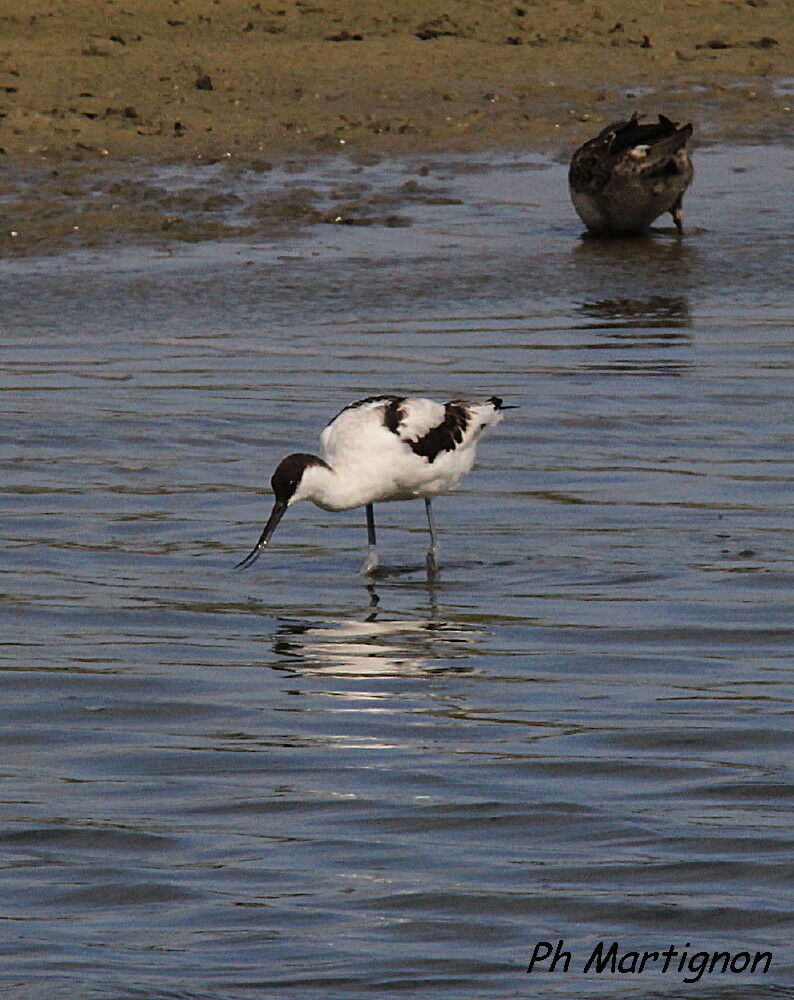 Pied Avocet, identification, fishing/hunting