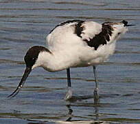 Avocette élégante