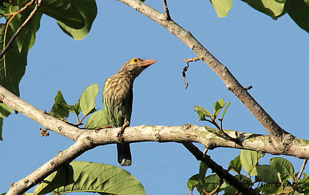 Lineated Barbet, identification