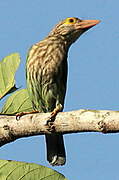 Lineated Barbet