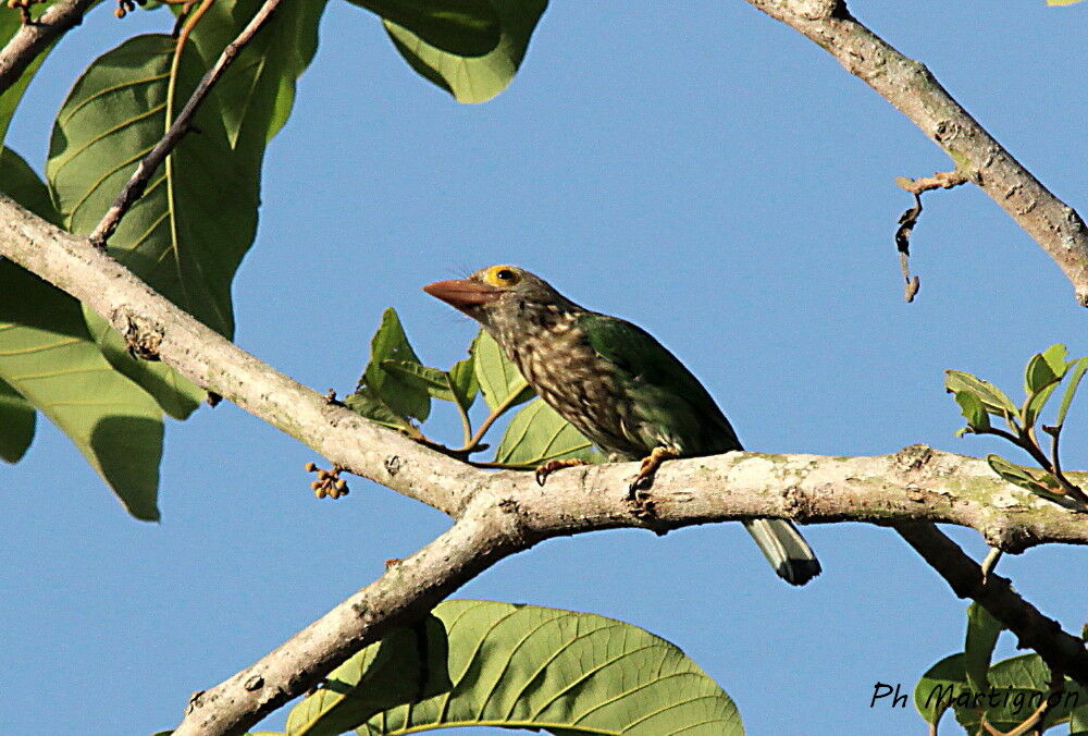 Lineated Barbet, identification