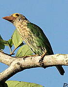 Lineated Barbet