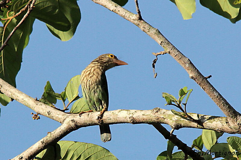 Lineated Barbet, identification