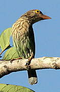 Lineated Barbet