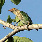 Lineated Barbet