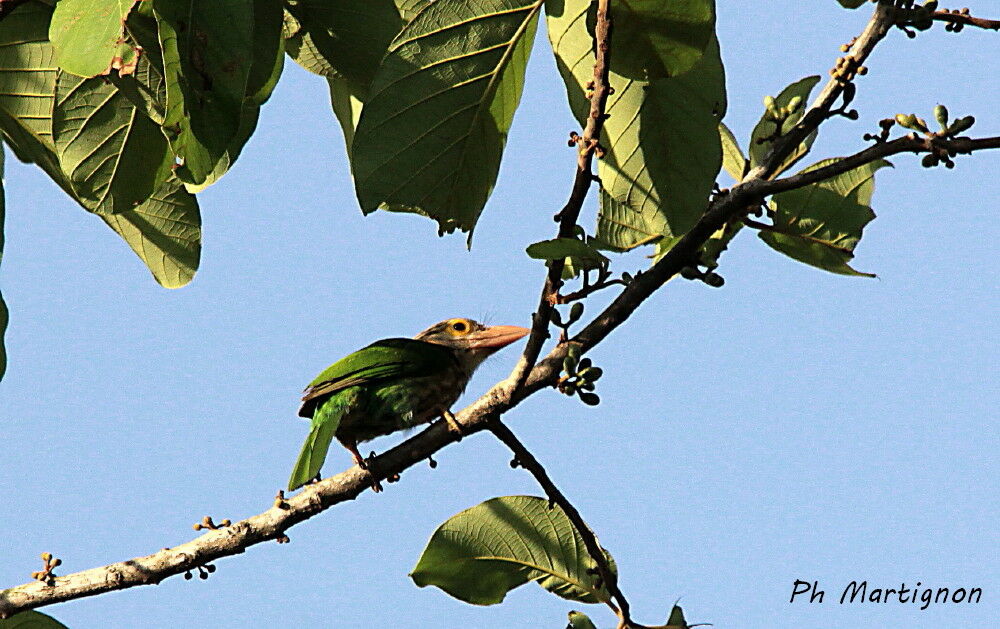 Lineated Barbet, identification