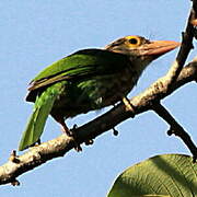 Lineated Barbet