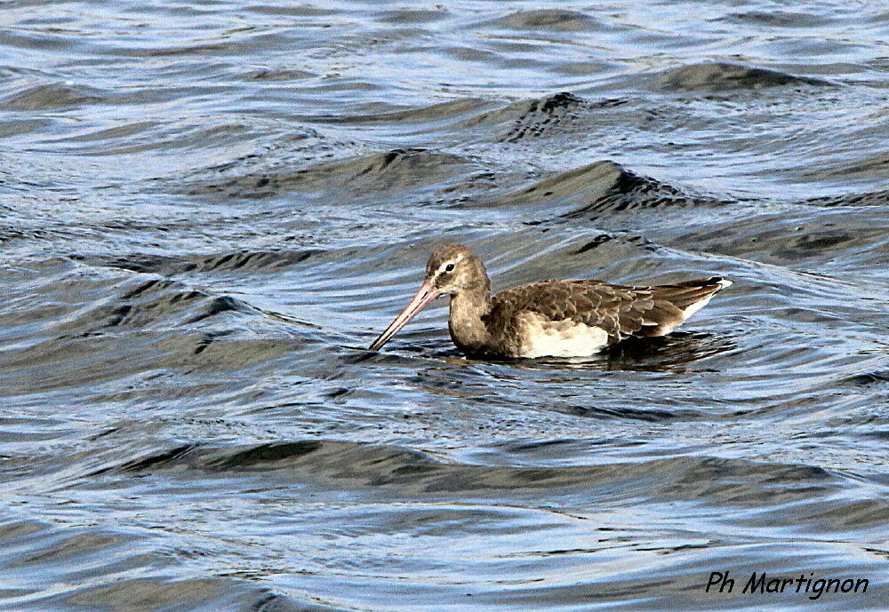 Black-tailed Godwit, identification