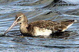 Black-tailed Godwit